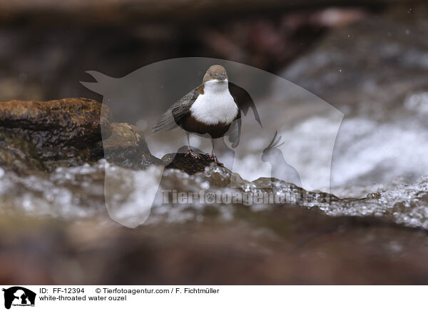 Eurasische Wasseramsel / white-throated water ouzel / FF-12394