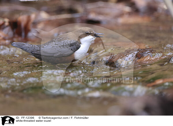 Eurasische Wasseramsel / white-throated water ouzel / FF-12396