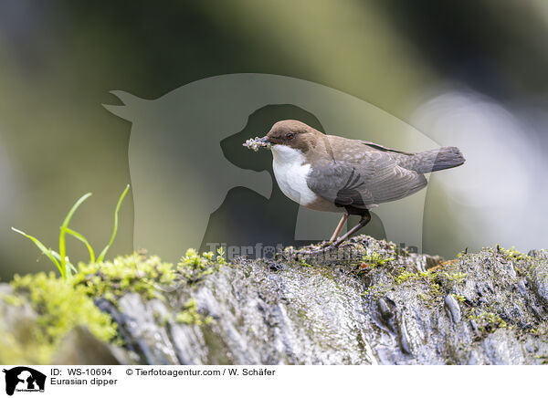 Eurasische Wasseramsel / Eurasian dipper / WS-10694