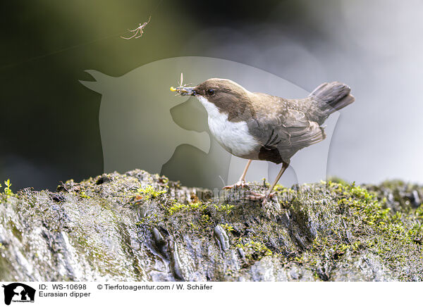 Eurasische Wasseramsel / Eurasian dipper / WS-10698