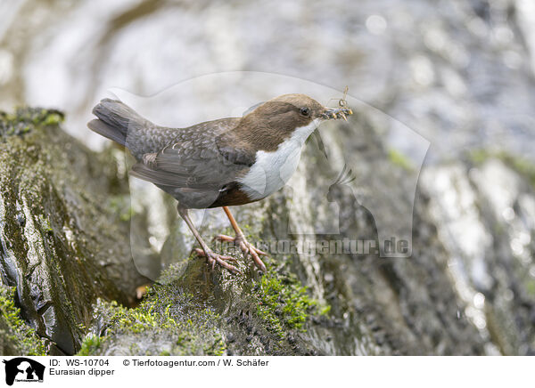 Eurasische Wasseramsel / Eurasian dipper / WS-10704