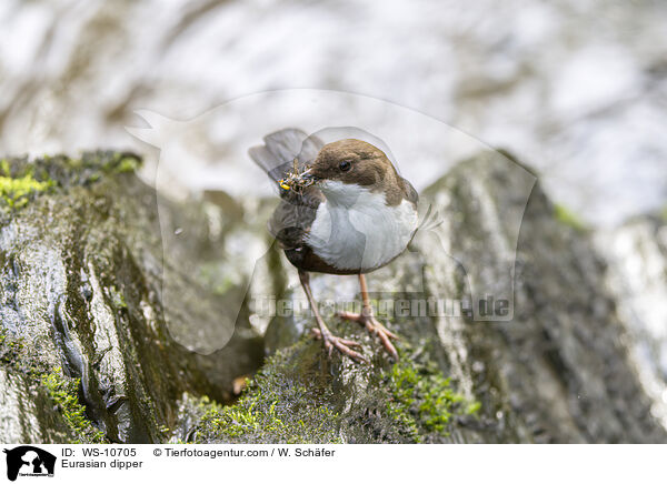 Eurasische Wasseramsel / Eurasian dipper / WS-10705