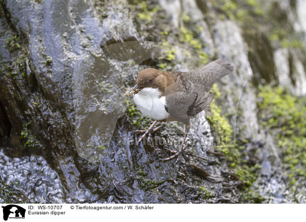 Eurasische Wasseramsel / Eurasian dipper / WS-10707