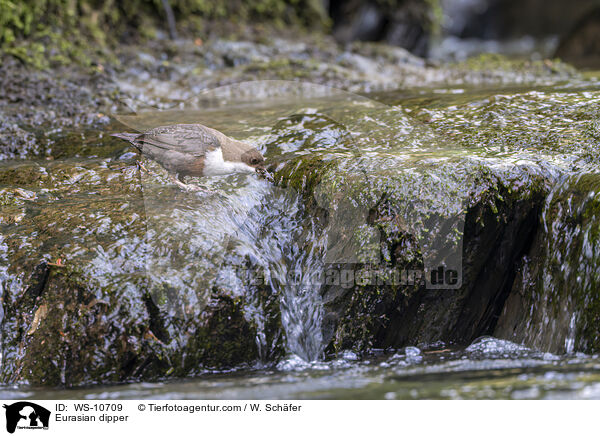 Eurasische Wasseramsel / Eurasian dipper / WS-10709