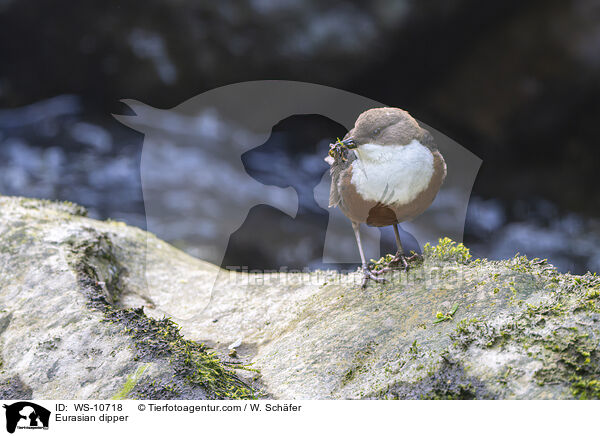 Eurasische Wasseramsel / Eurasian dipper / WS-10718