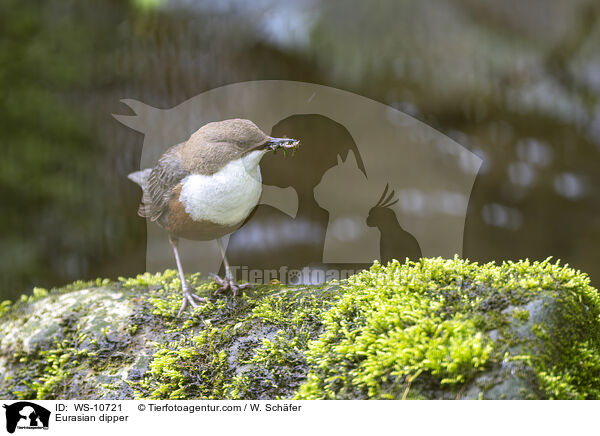 Eurasische Wasseramsel / Eurasian dipper / WS-10721