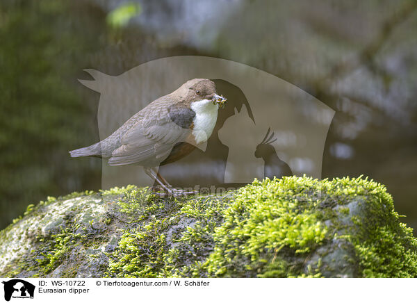 Eurasische Wasseramsel / Eurasian dipper / WS-10722