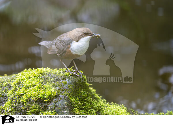 Eurasische Wasseramsel / Eurasian dipper / WS-10723