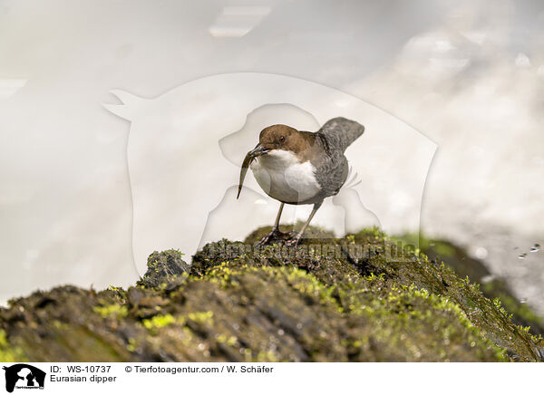 Eurasische Wasseramsel / Eurasian dipper / WS-10737