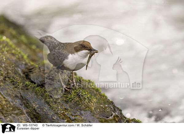 Eurasische Wasseramsel / Eurasian dipper / WS-10740