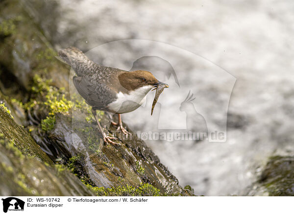 Eurasische Wasseramsel / Eurasian dipper / WS-10742