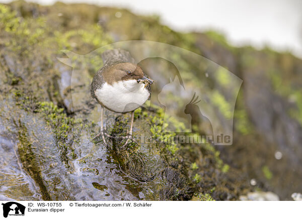 Eurasische Wasseramsel / Eurasian dipper / WS-10755