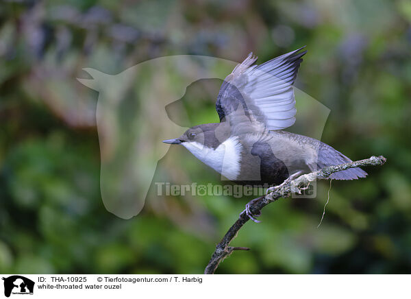 white-throated water ouzel / THA-10925