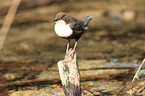 dipper