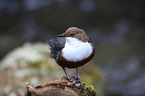 common dipper