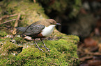 common dipper