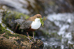 common dipper