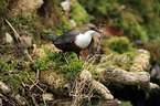 common dipper