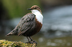 common dipper