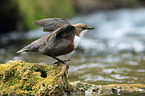 common dipper