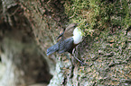 common dipper