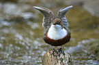 common dipper