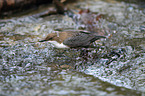 common dipper