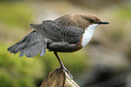 common dipper