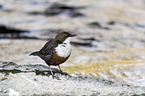 white-throated water ouzel