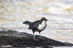 white-throated water ouzel