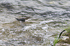 white-throated water ouzel