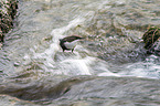 white-throated water ouzel