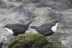water ouzels