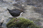 water ouzel