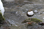 water ouzel