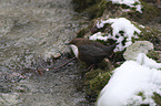 water ouzel