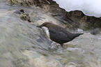 water ouzel