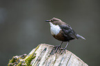 white-throated water ouzel