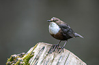 white-throated water ouzel