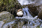 common dipper