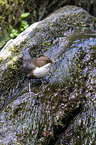 common dipper