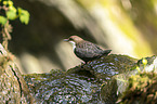 common dipper