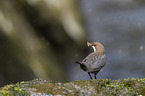 common dipper