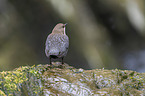 common dipper