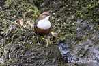 common dipper