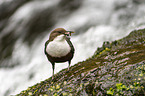 common dipper