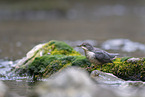 common dipper