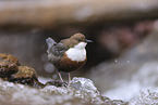 white-throated water ouzel