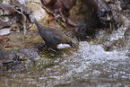 white-throated water ouzel