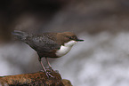 white-throated water ouzel